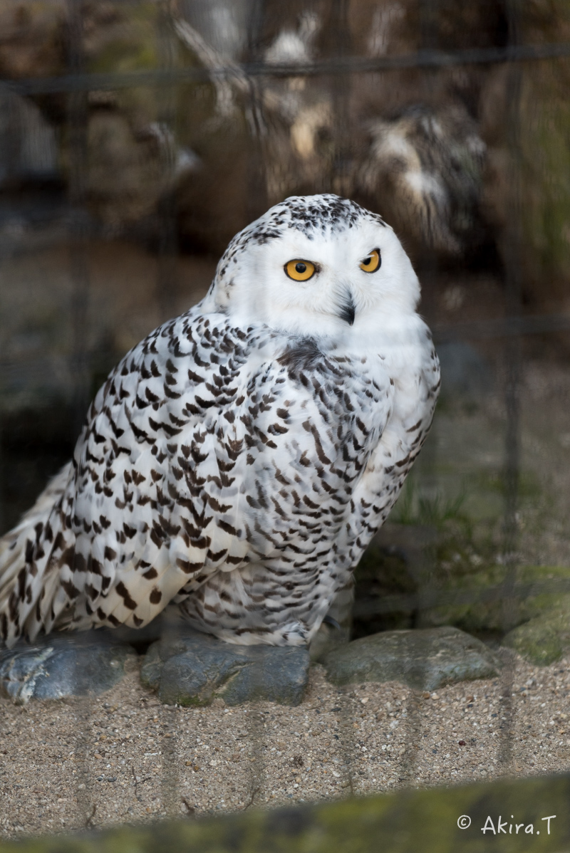 京都市動物園 -1-_f0152550_2213240.jpg