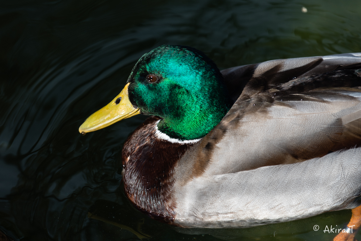 京都市動物園 -1-_f0152550_2272624.jpg