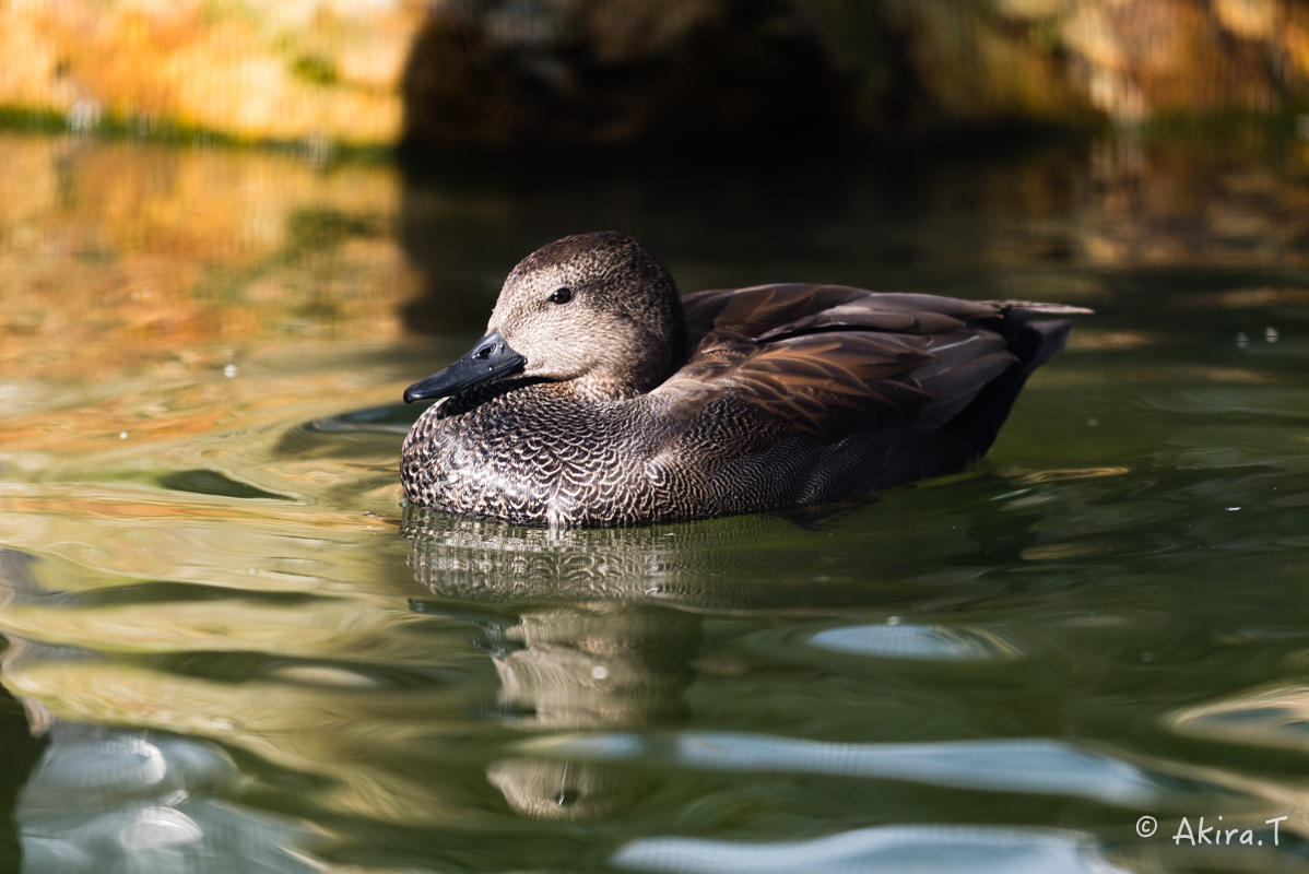 京都市動物園 -1-_f0152550_2274056.jpg