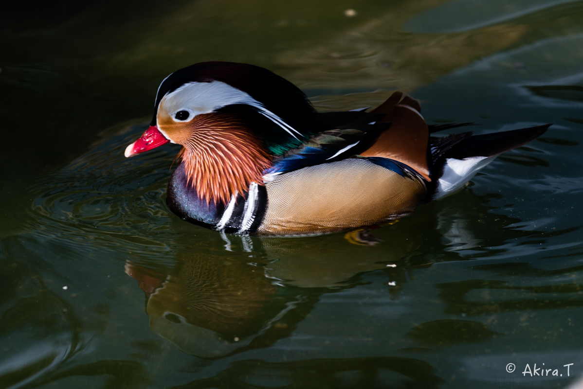 京都市動物園 -1-_f0152550_227539.jpg