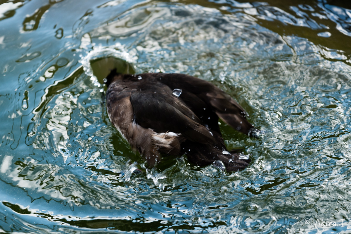 京都市動物園 -1-_f0152550_228224.jpg