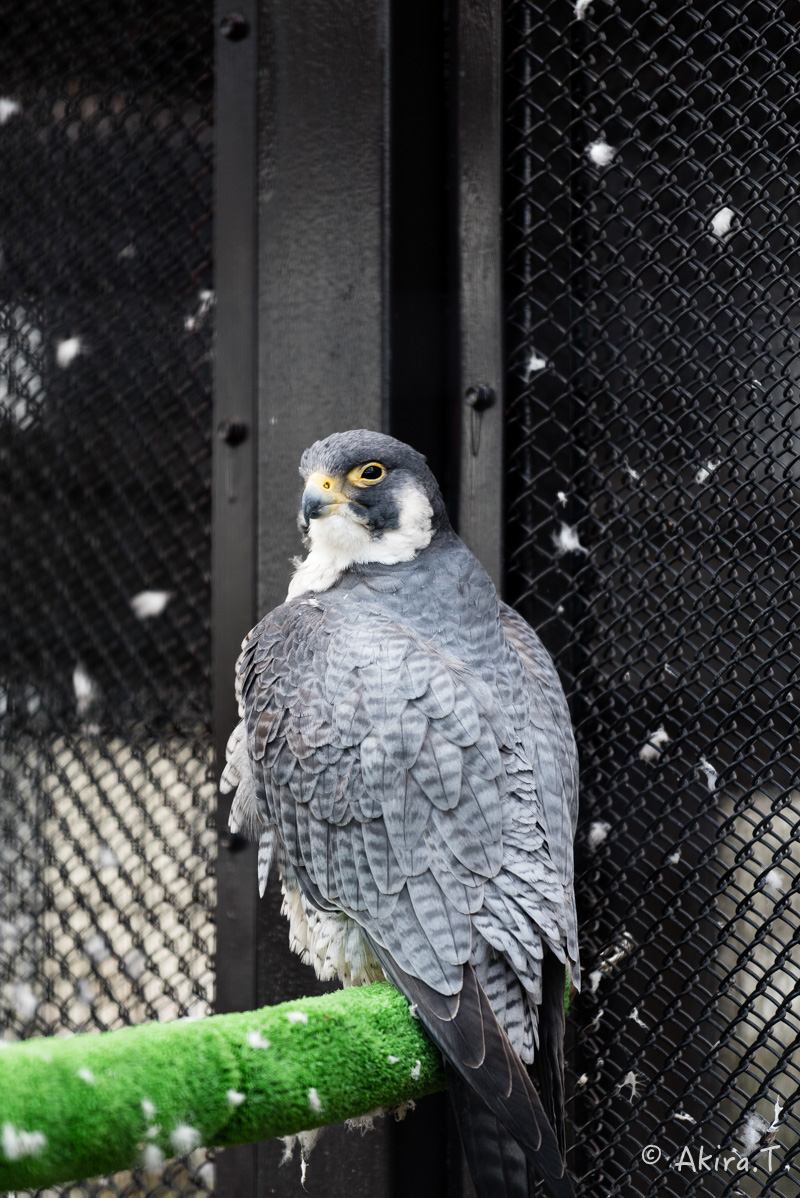 京都市動物園 -1-_f0152550_2283657.jpg