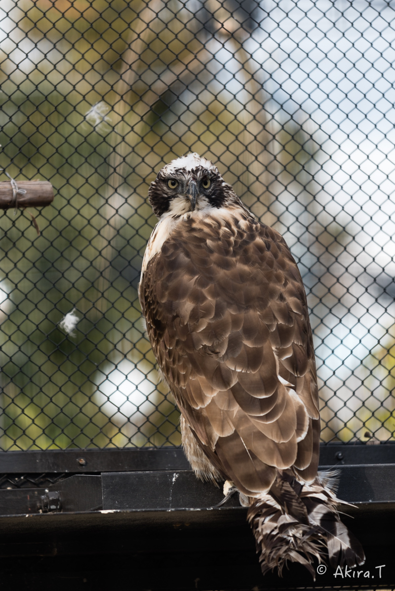 京都市動物園 -1-_f0152550_2284960.jpg