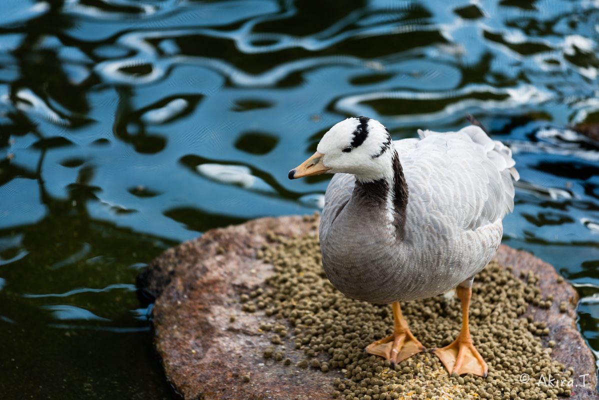 京都市動物園 -1-_f0152550_228659.jpg