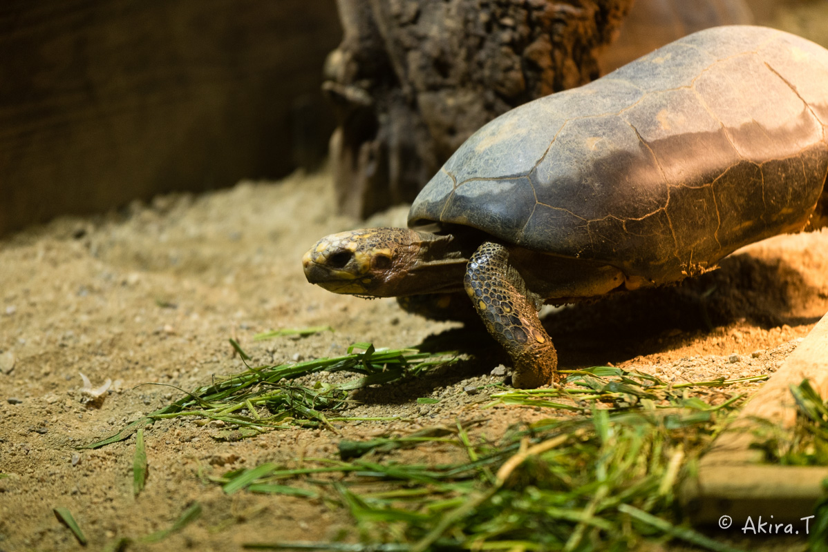 京都市動物園 -1-_f0152550_2292079.jpg