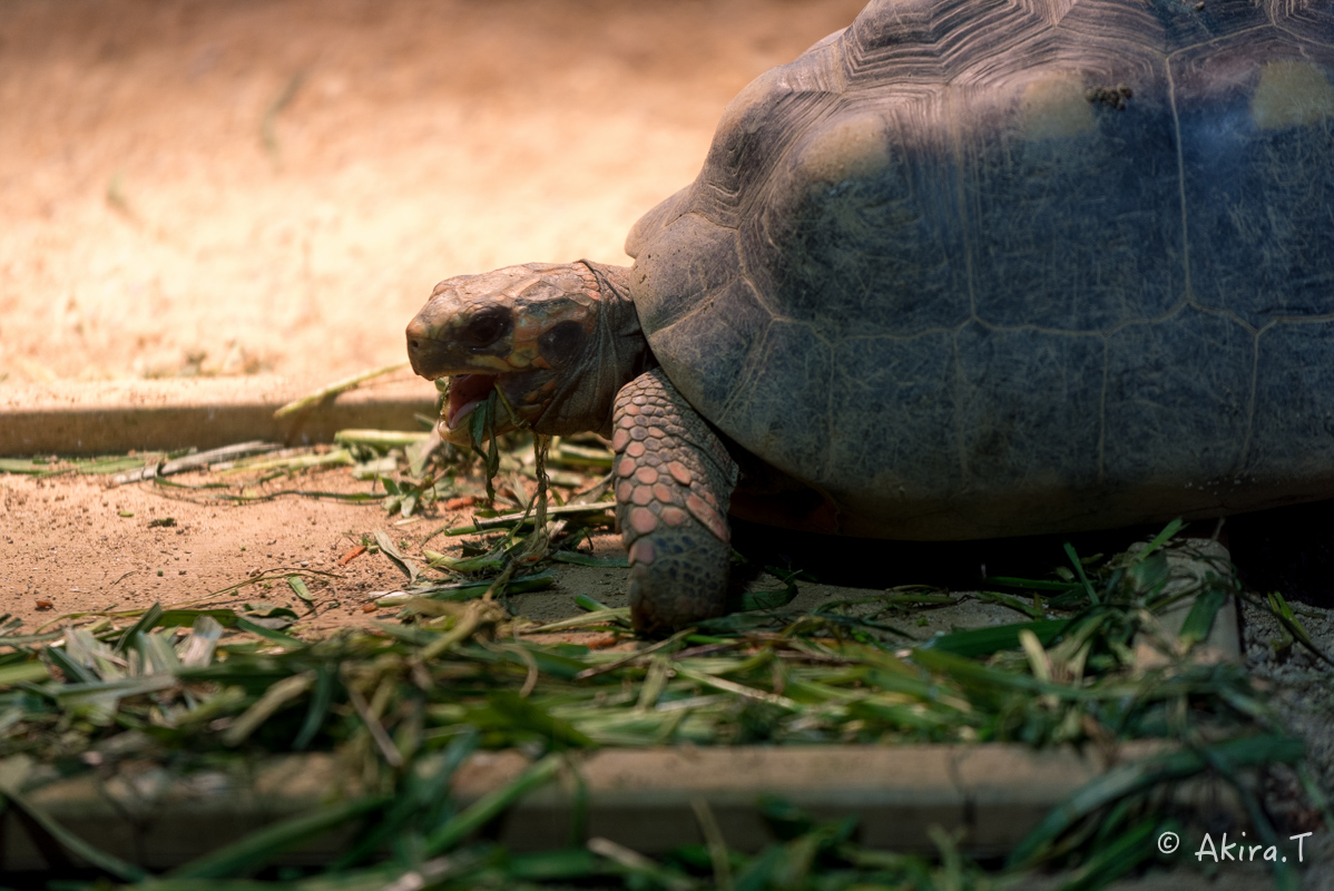 京都市動物園 -1-_f0152550_2293479.jpg