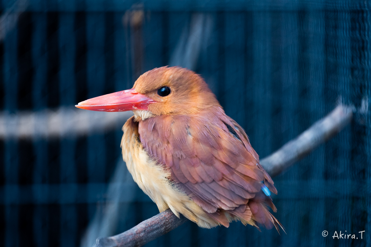 京都市動物園 -1-_f0152550_229367.jpg