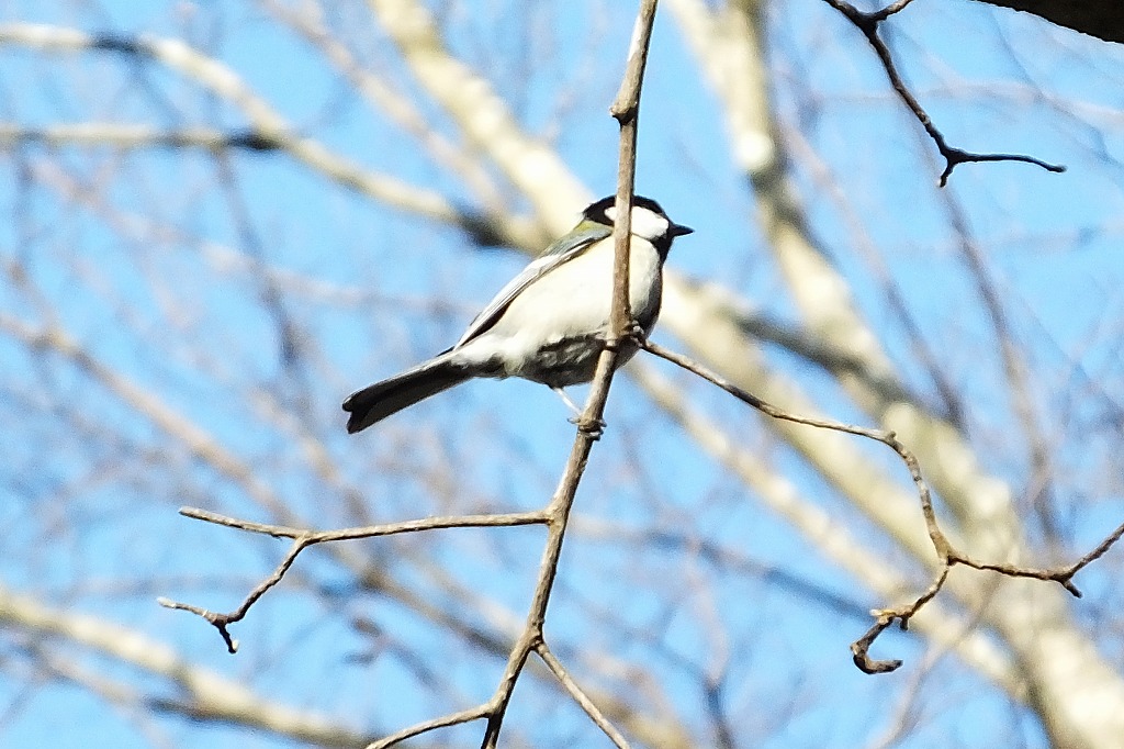 シジュウカラ、シロハラなど　　　_b0236251_10282360.jpg