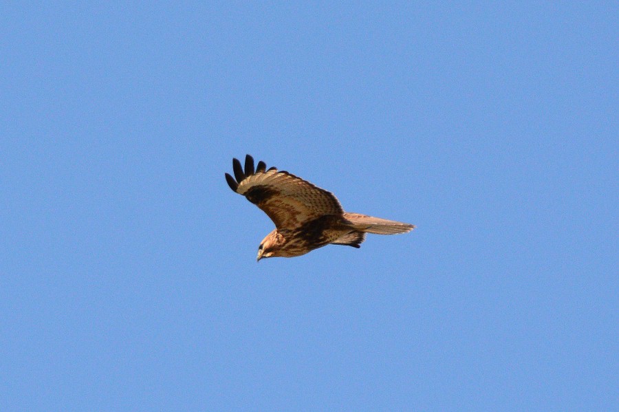 f0124451_1315324.jpg