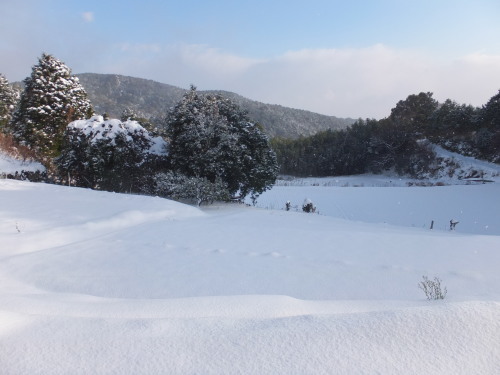 1/25の雪景色_d0336460_17470125.jpg
