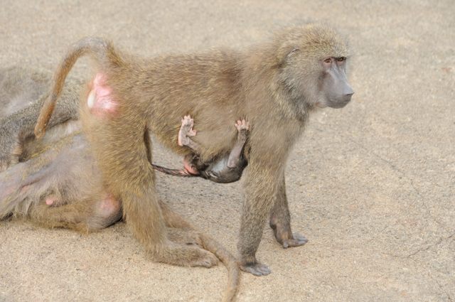 「ヒヒの城」のアヌビスサル_c0081462_20592456.jpg