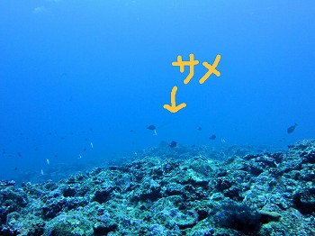 e0096370_1659432.jpg