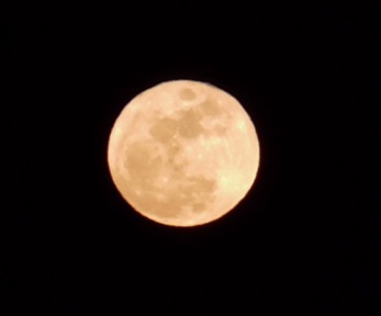 e0161972_80757.jpg