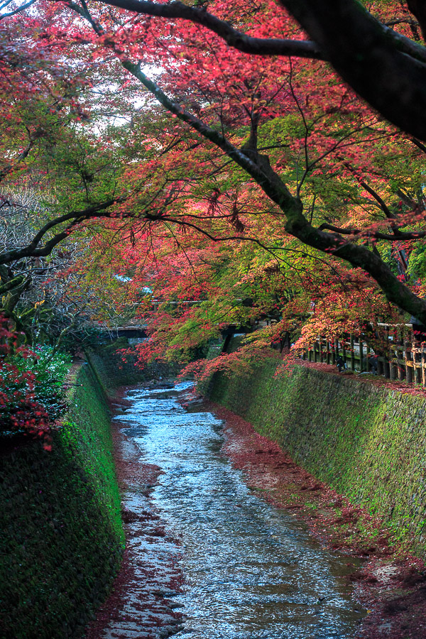 紅葉2015！　　～北野天満宮～_b0128581_21291537.jpg