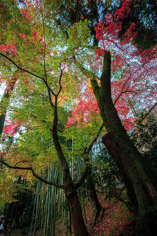 紅葉2015！　　～北野天満宮～_b0128581_2129351.jpg