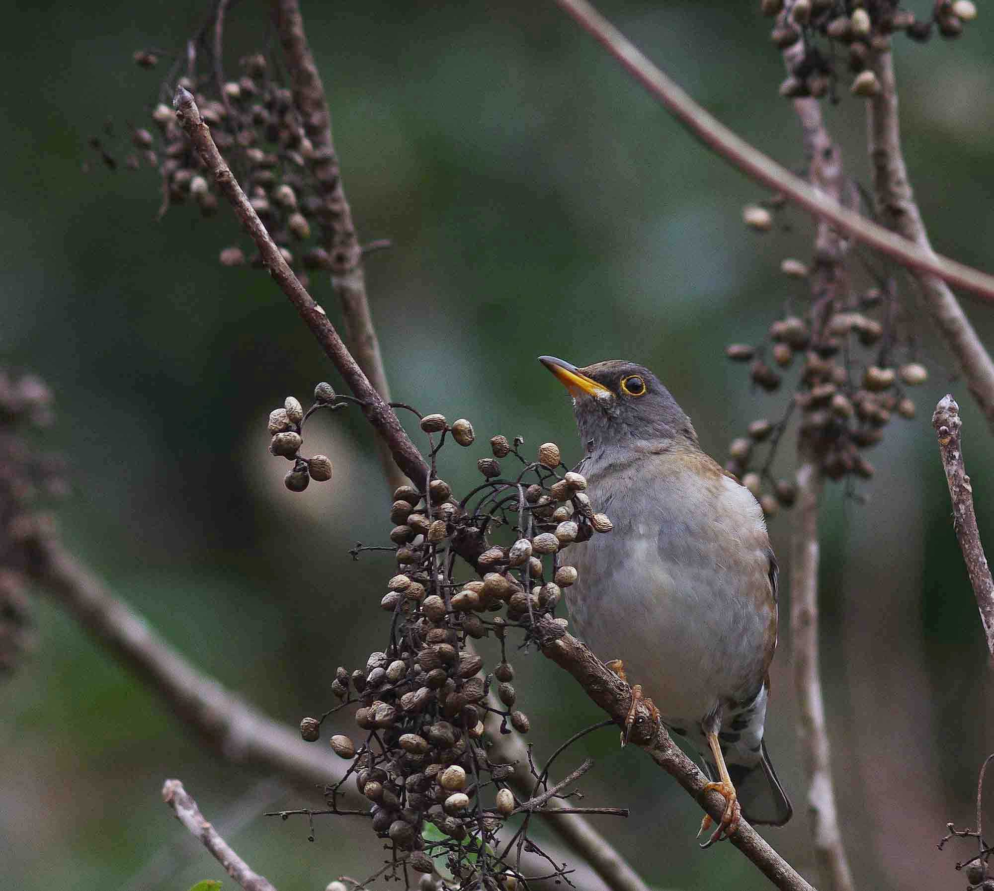 2016年 1月 野鳥_c0176183_15281215.jpg
