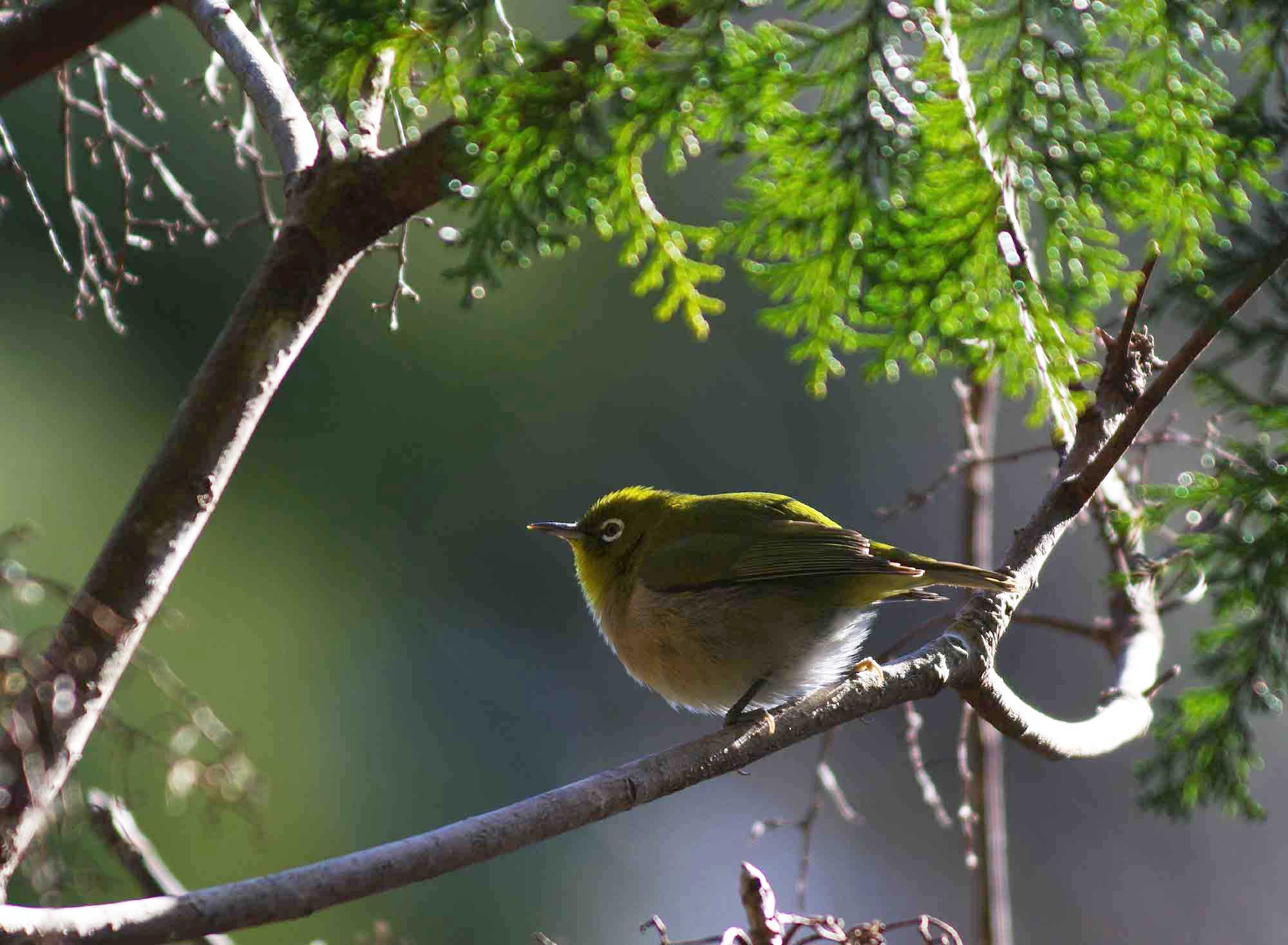 2016年 1月 野鳥_c0176183_15325534.jpg
