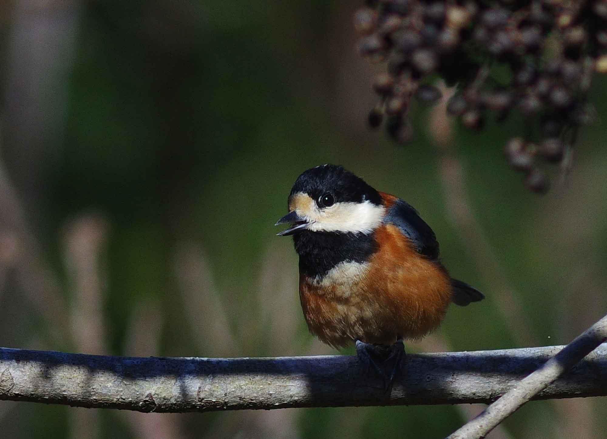 2016年 1月 野鳥_c0176183_62022.jpg