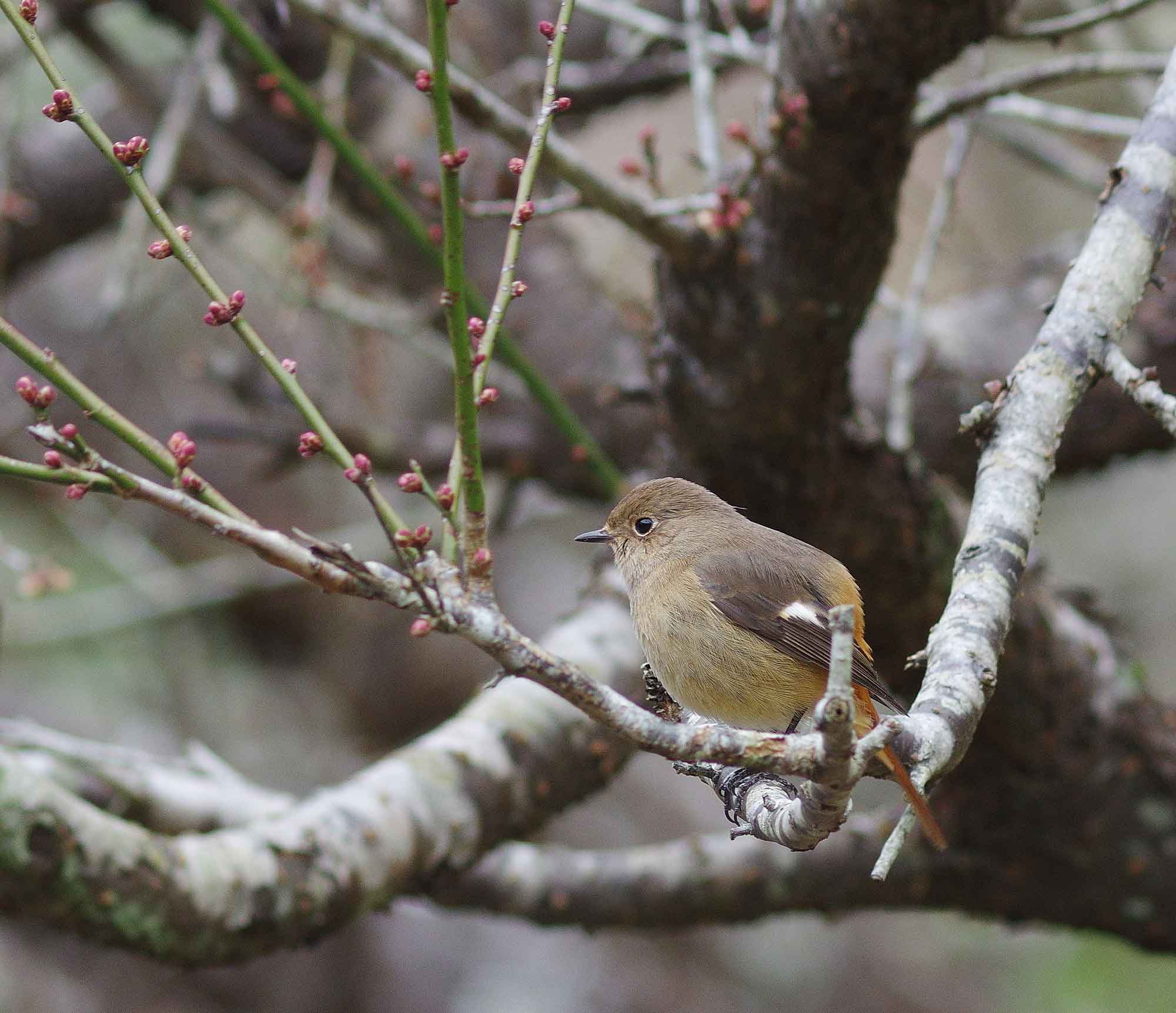 2016年 1月 野鳥_c0176183_620224.jpg
