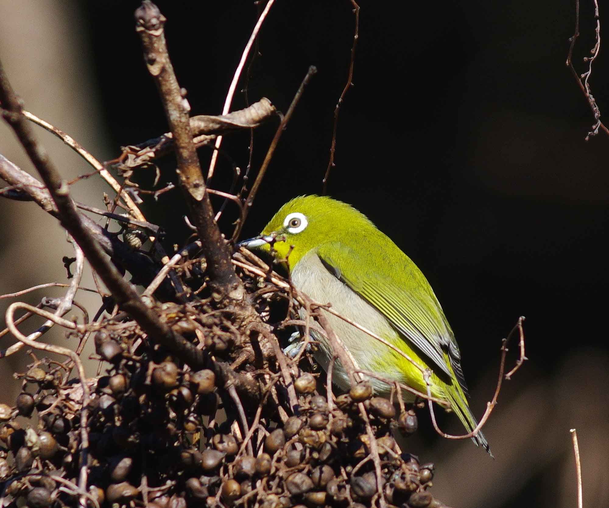 2016年 1月 野鳥_c0176183_6205432.jpg