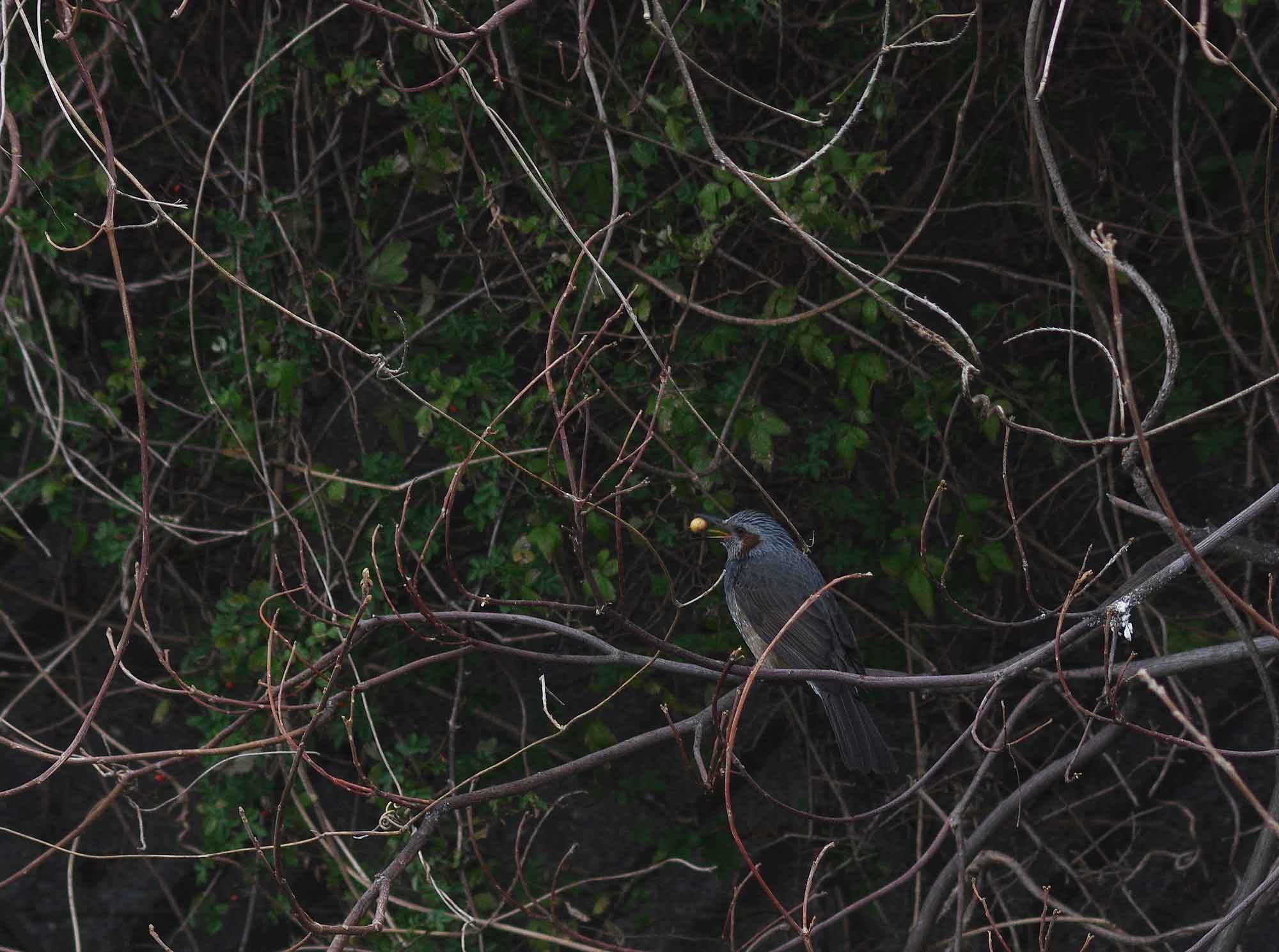 2016年 1月 野鳥_c0176183_6211194.jpg
