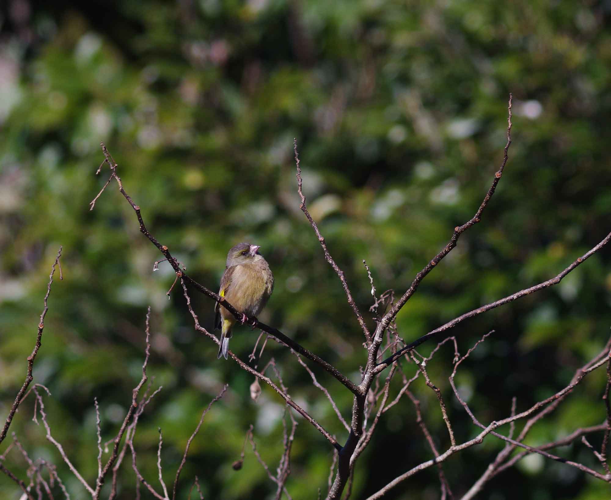 2016年 1月 野鳥_c0176183_6212826.jpg