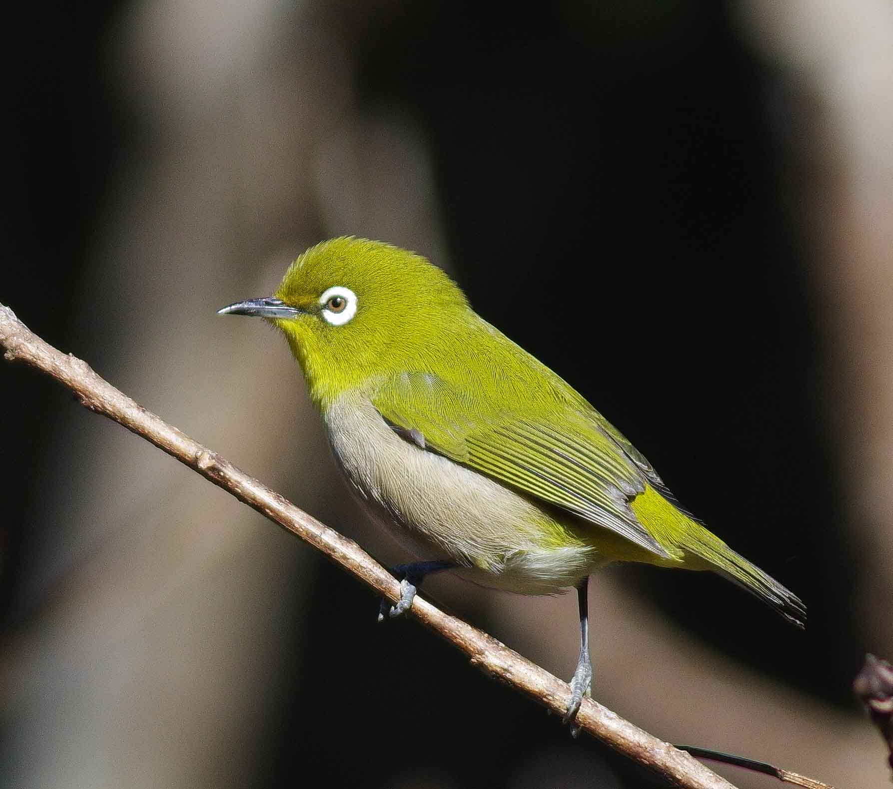 2016年 1月 野鳥_c0176183_6312175.jpg