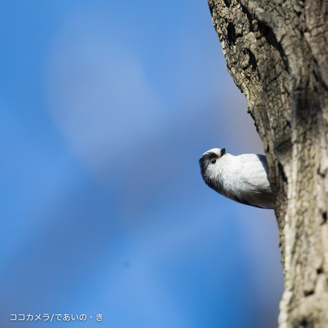 写真日記・多摩川探訪記その37(登戸〜南多摩コース）・2016.1.24(Y-IN)_c0336400_20284399.jpg