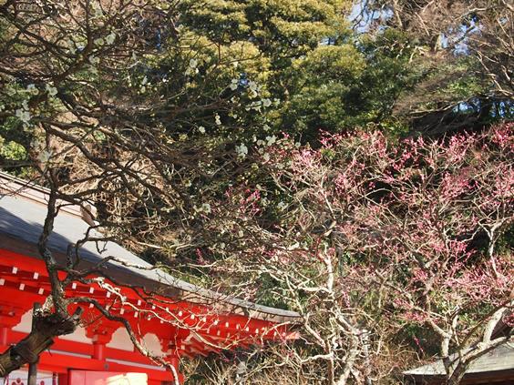 荏柄天神社の寒紅梅が見頃を迎えました(2016.01.26)_e0245404_19364012.jpg