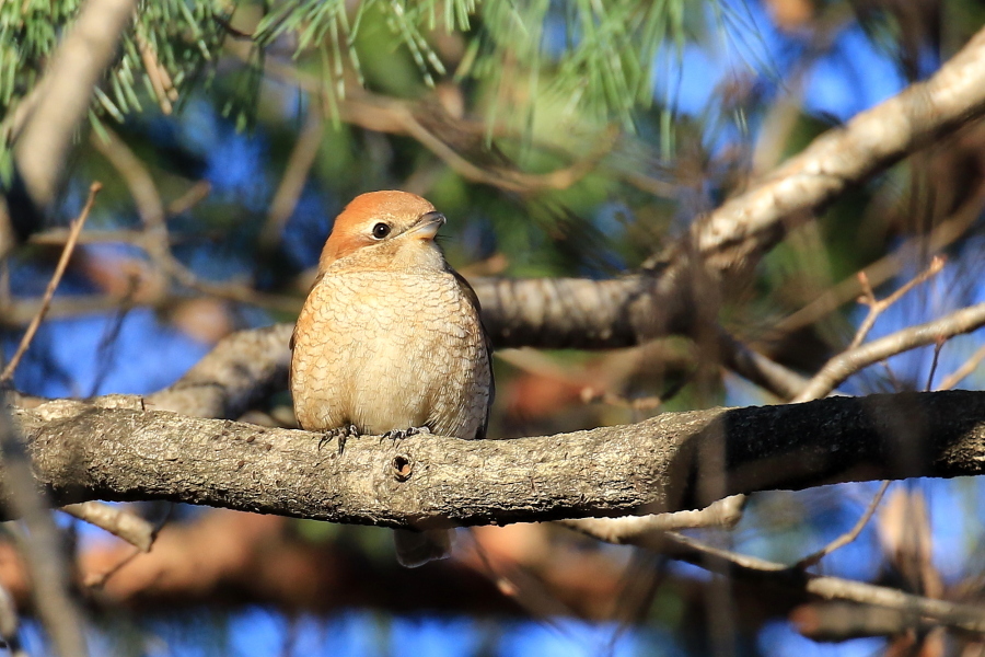 いつもの公園へ野鳥を求めて今日もまた　…　！_d0334006_16213566.jpg