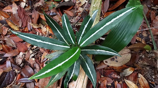 Aglaonema vittatum_d0004922_2255325.jpg