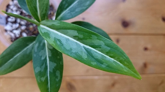 タグ付き】Aglaonema アグラオネマ ビッタータム HW0824-06