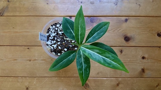 タグ付き Aglaonema pictum 
