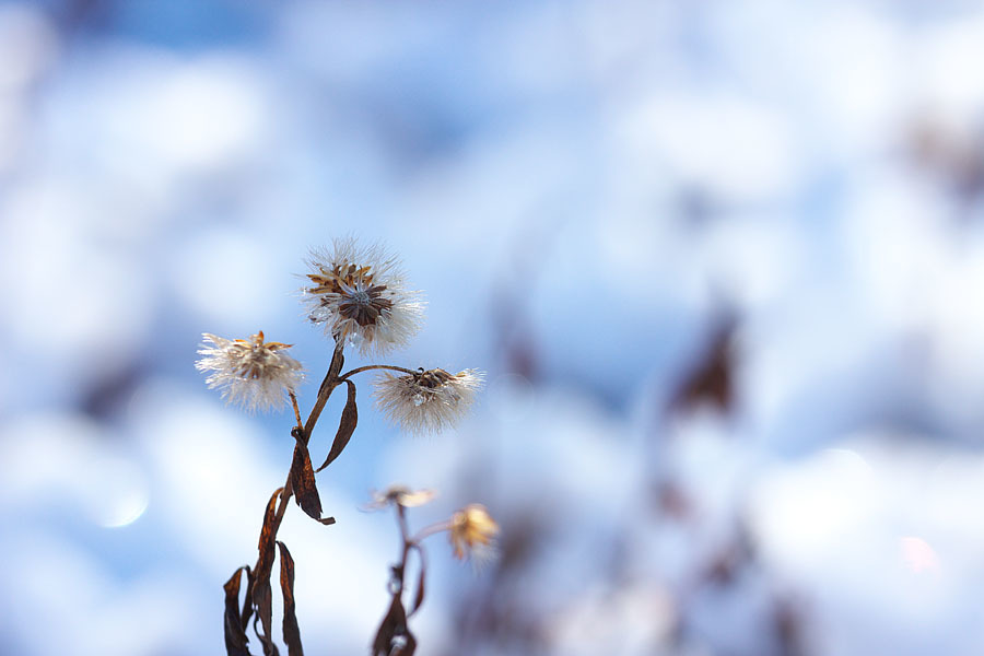 淡雪の朝　２_c0067040_22163346.jpg