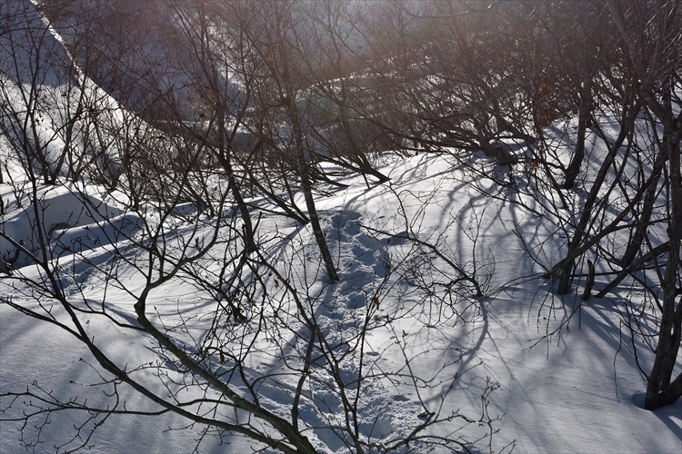 厳冬期の南日高・野塚岳～1月11日～_b0281366_13104688.jpg