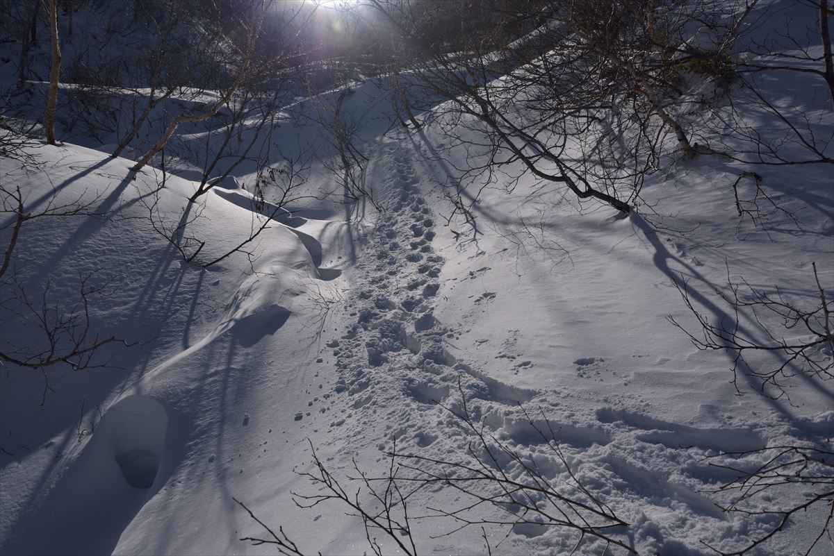 厳冬期の南日高・野塚岳～1月11日～_b0281366_13191570.jpg