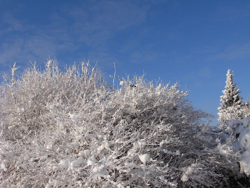 誰もいない雪原での散歩の道連れは_e0357367_2255427.jpg