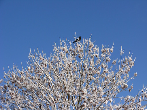 誰もいない雪原での散歩の道連れは_e0357367_2395518.jpg