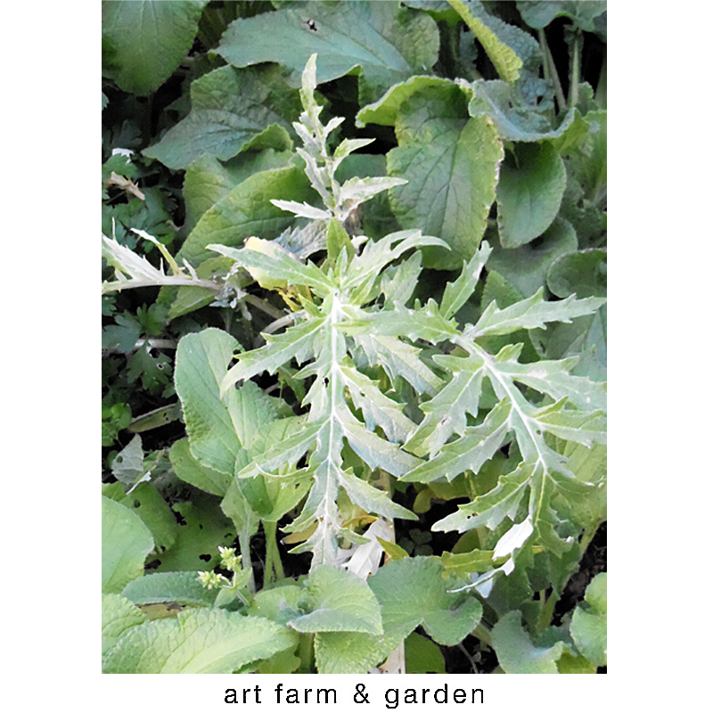 静かな庭の物語/art farm & garden_b0290469_624255.jpg