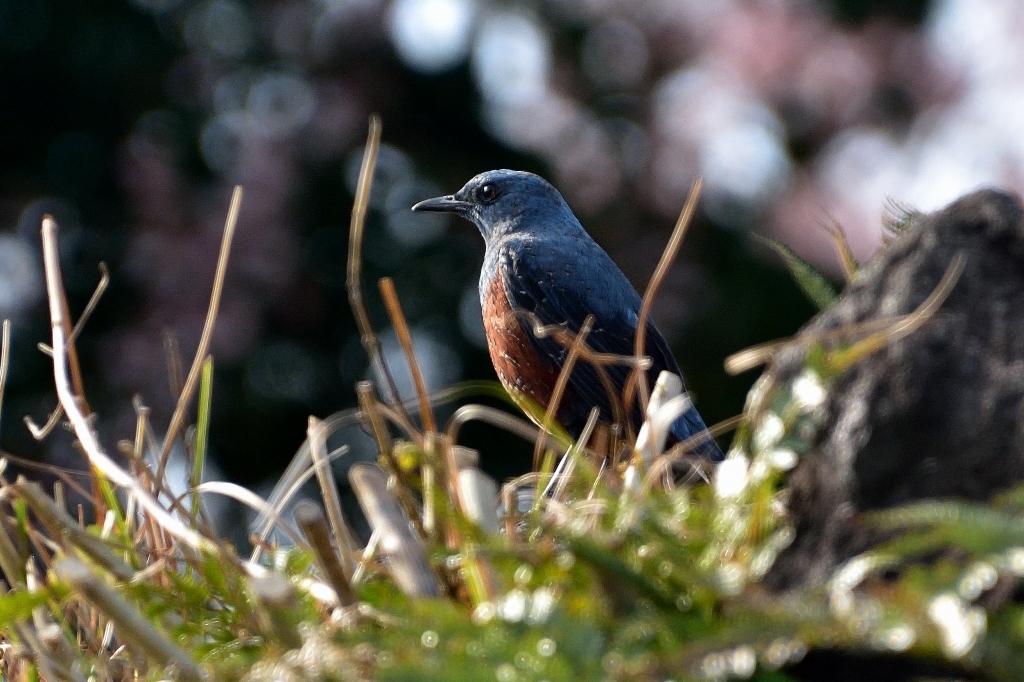 撮影会で出会った野鳥たち『イソヒヨドリ』_d0241981_16271168.jpg