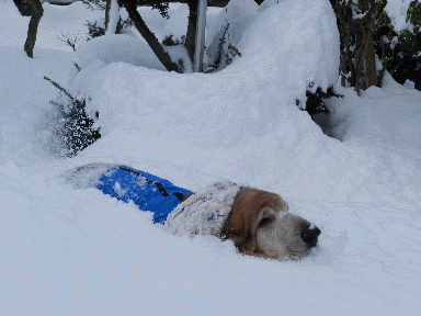 f0205887_17151577.gif