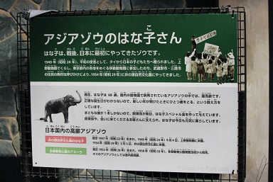 井の頭動物園にお住まい　ゾウのはな子さん_f0297893_20565234.jpg