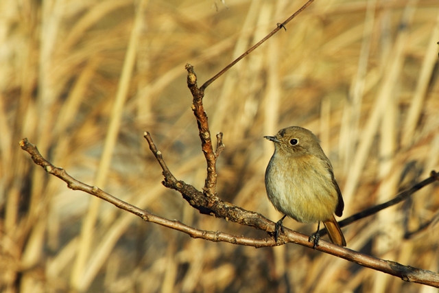 冬期探鳥　愛知池_b0236595_1537397.jpg