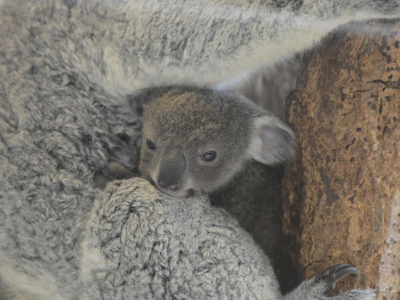 コアラと金沢動物園 Bonsoir