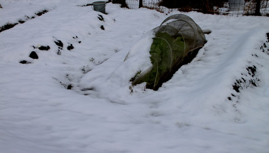 菜園にも雪が_e0048413_14293162.jpg