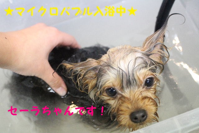 もう使いません！！_b0130018_736277.jpg