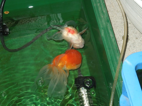 金魚の転覆病 おじいさんの独り言