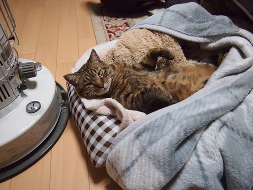 手作り猫ベッド こもトク Healing Cats