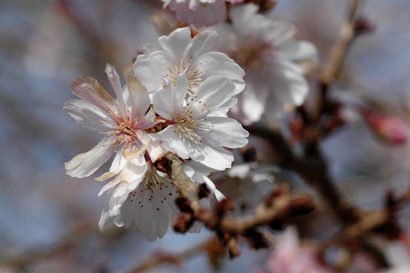 十月桜･･なでしこ･･ガマズミ･･_a0017634_10402050.jpg