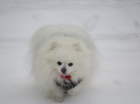 また雪遊びですよ~_b0177436_22105077.jpg